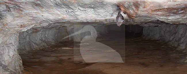 Lesser Horseshoe Bat hibernating in a batcave stock-image by Agami/Theo Douma,