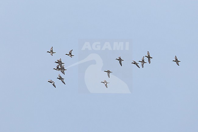flock of eurasian widgeon (anas penelope) in flight, found at Fehmarn at the Baltic Sea in Germany stock-image by Agami/Mathias Putze,