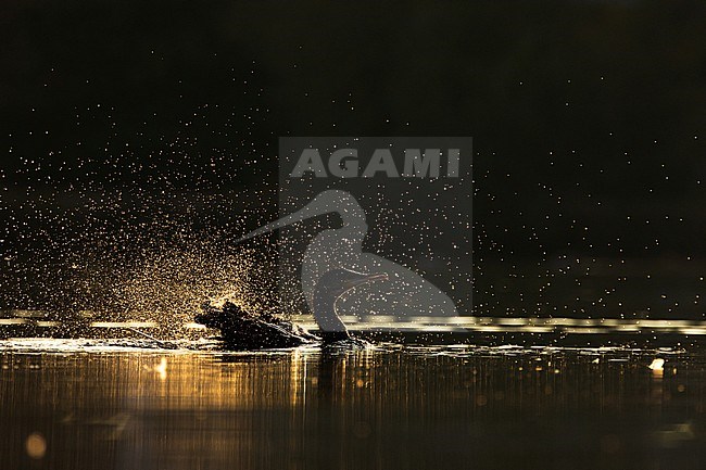  stock-image by Agami/Menno van Duijn,