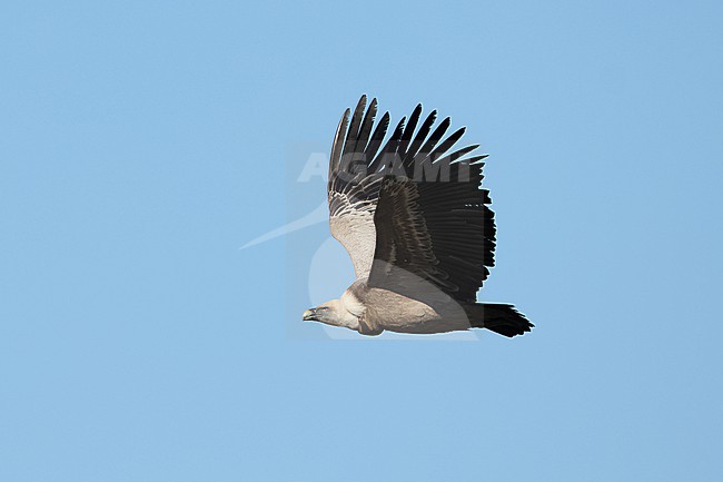  stock-image by Agami/Mathias Putze,