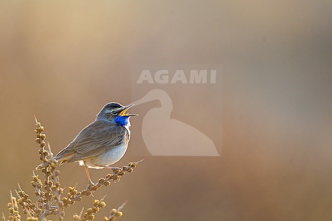 Male White-spotted Bluethroat (Luscinia svecica) in dunes south of Katwijk, Netherlands. Singing male with backlight. stock-image by Agami/Menno van Duijn,