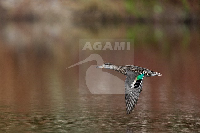 Euasian Teal (Anas crecca), side view of a demale in flight, Campania, Italy stock-image by Agami/Saverio Gatto,