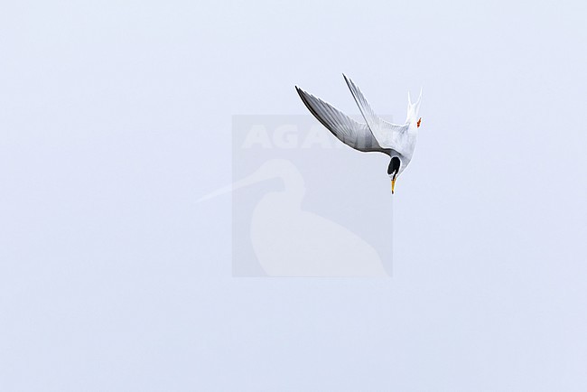 adult little tern (Sternula albifrons) in breeding plumage in flight doing a nose dive, found at Buir Lake (Buir Nuur) in Dornod Aimag in Mongolia stock-image by Agami/Mathias Putze,