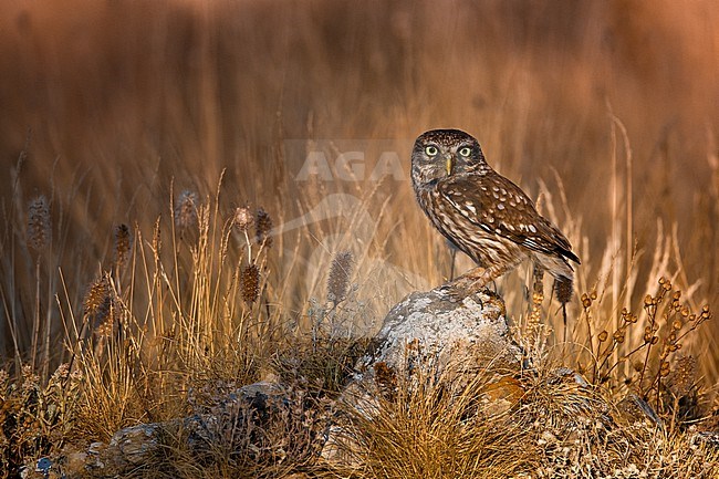 Little Owl (Athene noctua) in Italy. stock-image by Agami/Daniele Occhiato,