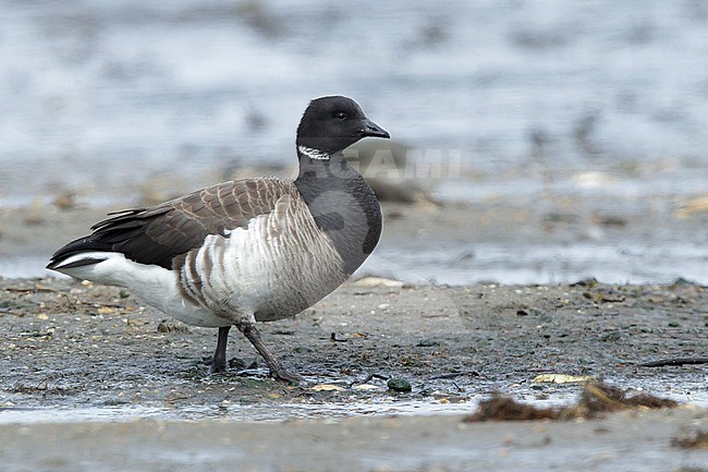 Adult Pale-bellied Brent Goose (Branta bernicla hrota).
Monmouth County, New Jersey, USA. stock-image by Agami/Brian E Small,