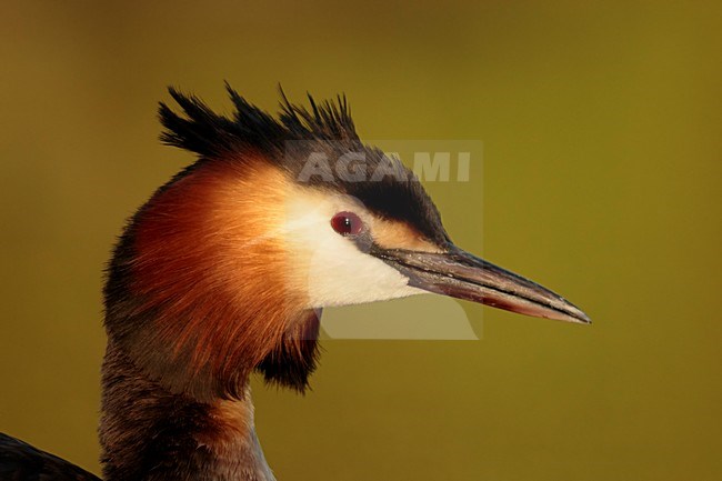 fuut  portret in avond licht ; Great crested Grebe portret in evening light; stock-image by Agami/Walter Soestbergen,