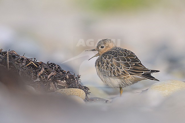 Buff-breasted sandpiper (Calidris subruficollis) juvenile, with pebbles as background. stock-image by Agami/Sylvain Reyt,