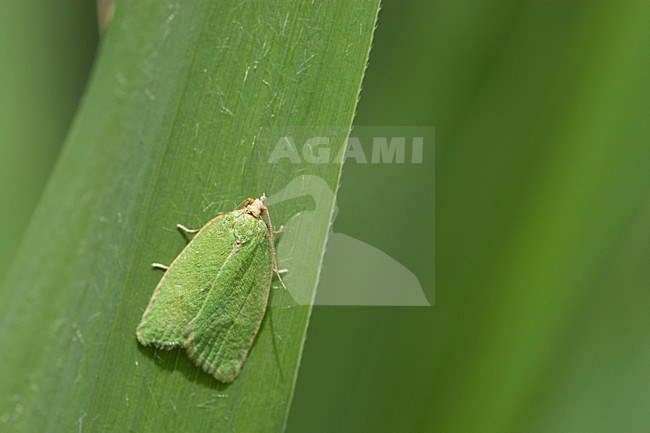 Groene eikenbladroller, European oak leafroller stock-image by Agami/Wil Leurs,