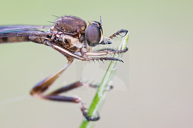 Leptogaster pubicornis, France (Alsace), imago, female stock-image by Agami/Ralph Martin,