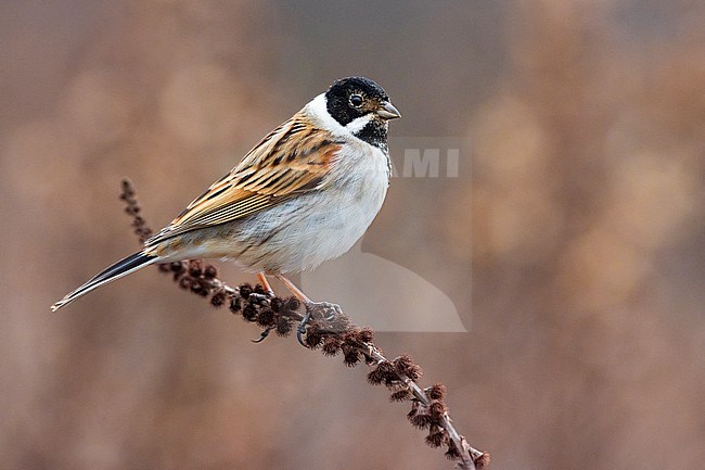 Wintering male Common reed bunting (Emberiza schoeniclus) in Italy. stock-image by Agami/Daniele Occhiato,