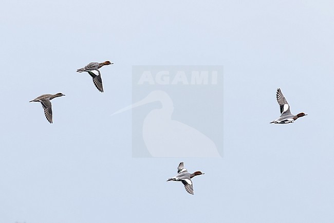 three adult male and one single 1st year female (left bird) eurasian widgeon (anas penelope) in flight, found at Fehmarn at the Baltic Sea in Germany stock-image by Agami/Mathias Putze,