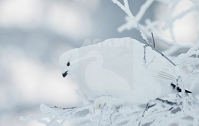 Vrouwtje Moerassneeuwhoen in de sneeuw, Female Willow Ptarmigan in snow stock-image by Agami/Markus Varesvuo,