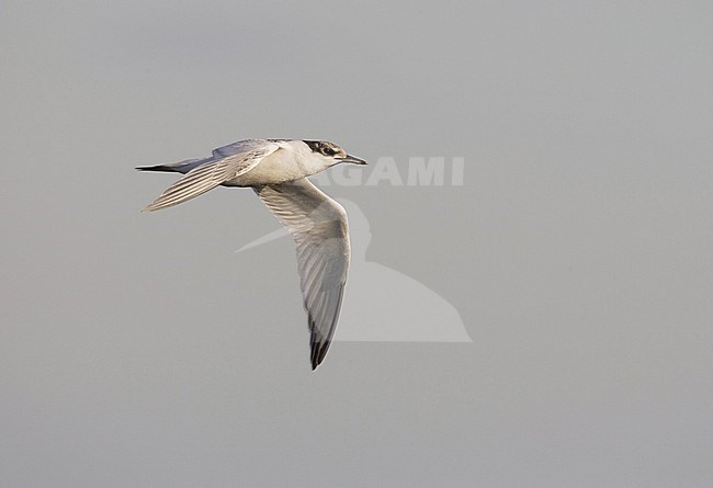 Sandwich Tern, Grote Stern, Thalasseus sandvicensis stock-image by Agami/Arie Ouwerkerk,