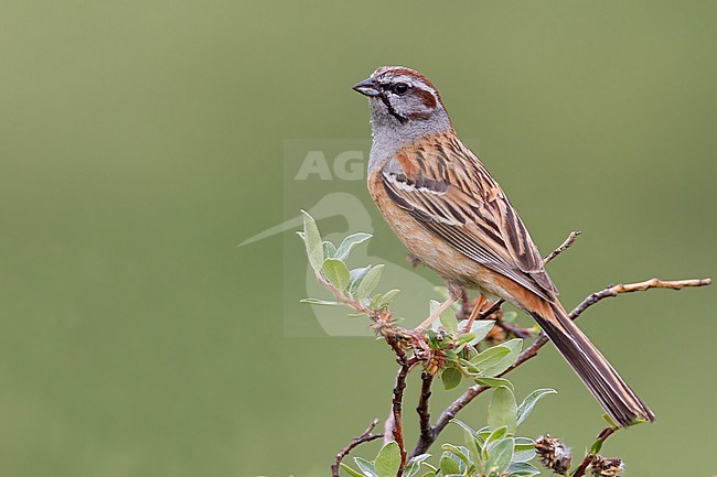 Godlewski's Bunting, Emberiza godlewskii,  in China. stock-image by Agami/Dubi Shapiro,