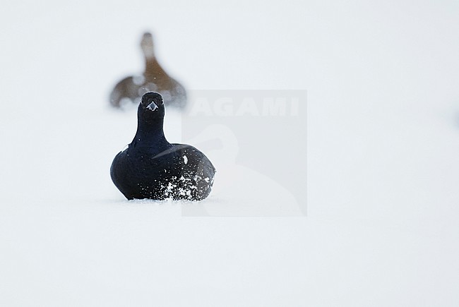 Black Grouse (Lyrurus tetrix) in snow covered taiga forest near Suomussalmi in Finland during a cold winter. stock-image by Agami/Markus Varesvuo,
