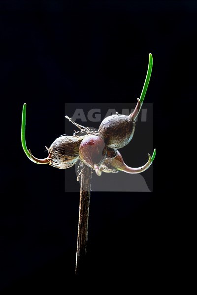 Keeled Garlic, Allium carinatum stock-image by Agami/Wil Leurs,