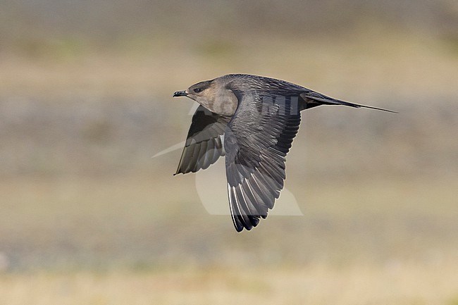 Parasitic Jaeger (Stercorarius parasiticus), side view of a dark morph adult in flight, Southern Region, Iceland stock-image by Agami/Saverio Gatto,