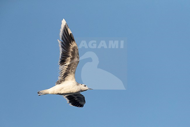 Worn adult Little Gull (Hydrocoloeus minutus) migrating along the Black Sea coast of Bulgaria. stock-image by Agami/Marc Guyt,