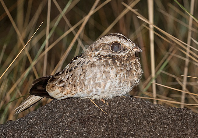 White-winged Nightjar (Eleothreptus candicans) in Paraguay. stock-image by Agami/Pete Morris,