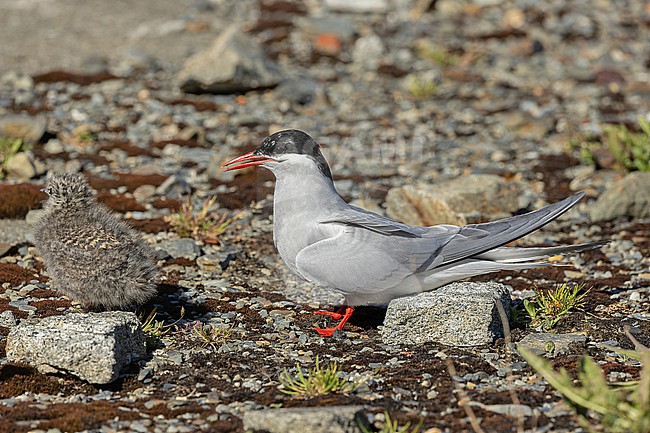 Antarctic Tern (Sterna vittata) on South Georgia. stock-image by Agami/Pete Morris,