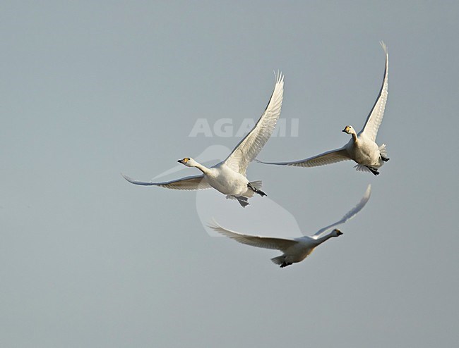 Vliegende Kleine Zwanen, Bewick's Swans in flight stock-image by Agami/Markus Varesvuo,