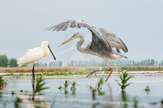 Blauwe Reiger en Lepelaar in water; Grey Heron and Eurasian Spoonbill in water stock-image by Agami/Marc Guyt,