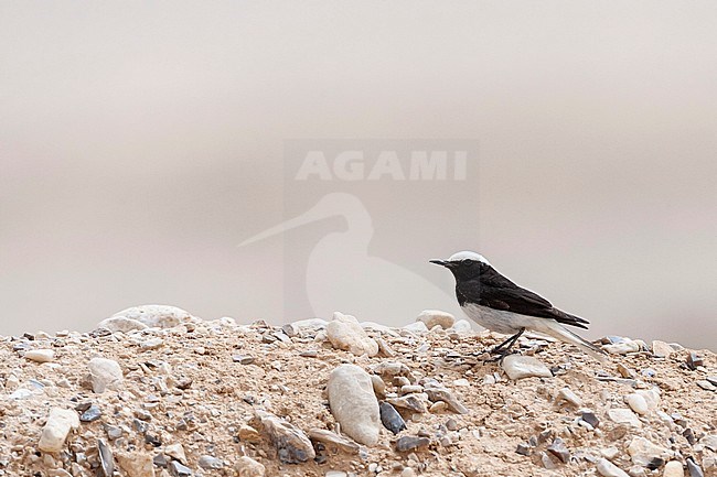 Male Hooded Wheatear (Oenanthe monacha) near Eilat, Israel stock-image by Agami/Marc Guyt,