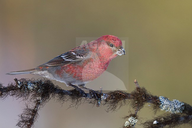 Pine Grosbeak - Hakengimpel - Pinicola enucleator, Finland, adult male stock-image by Agami/Ralph Martin,