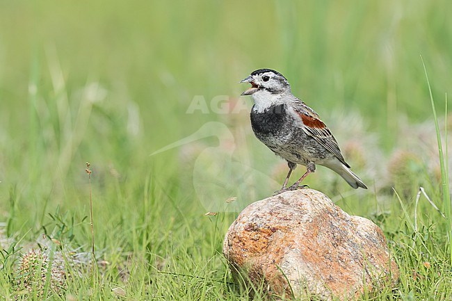 Adult male
Weld Co., CO
June 2023 stock-image by Agami/Brian E Small,