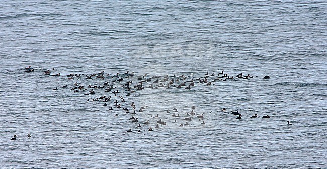 Thight group of seaducks, mainly Black Scoters (Melanitta americana), drifting at sea off the coast northern Hokkaido, Japan. Seen from shore. stock-image by Agami/Marc Guyt,