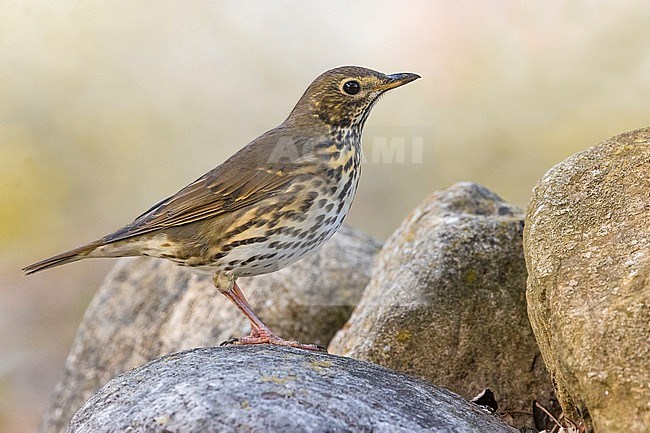Song Thrush, Turdus philomelos, during autumn migration in Italy. stock-image by Agami/Daniele Occhiato,