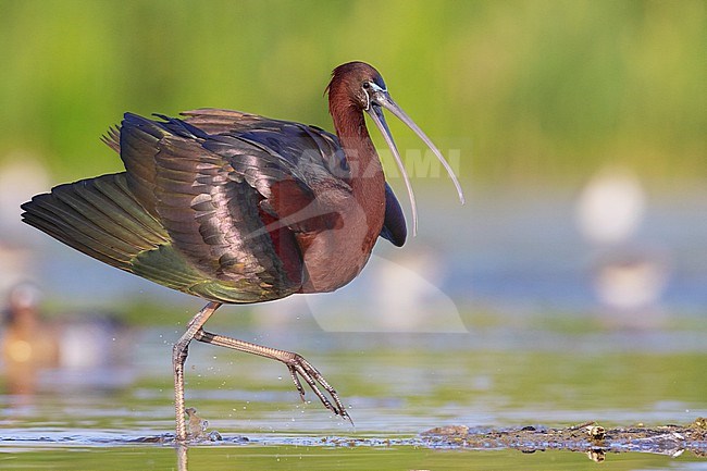 Glossy Ibis (Plegadis falcinellus), side view of an adult walking in a marsh, Campania, Italy stock-image by Agami/Saverio Gatto,