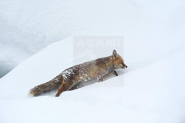 Red Fox (Vulpes vulpes) walking in the snow in Italy during cold winter. Heading up the hill. stock-image by Agami/Alain Ghignone,