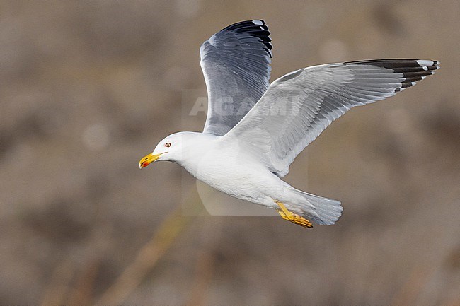 Yellow-legged Gull (Larus michahellis), side view of an adult in flight, Campania, Italy stock-image by Agami/Saverio Gatto,