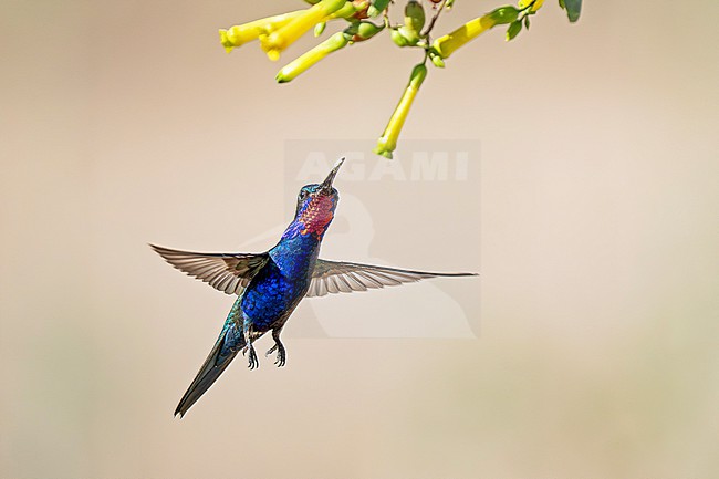 Blue-tufted Starthroat (Heliomaster furcifer) male hovering and feeding at yellow Nicotiana glauca flowers in Argentina stock-image by Agami/Andy & Gill Swash ,