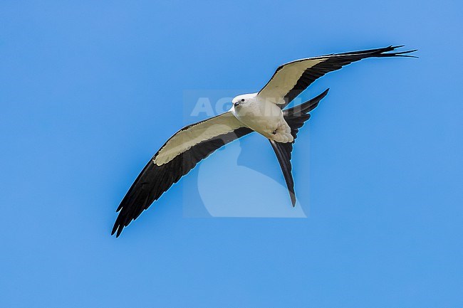 Swallow-tailed Kite (Elanoides forficatus forficatus) flying over Urzelina, Sao Jorge, Azores, Portugal. stock-image by Agami/Vincent Legrand,