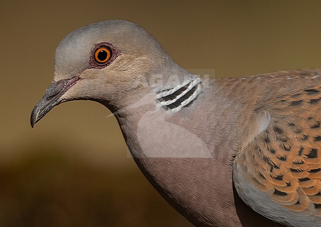  stock-image by Agami/Eduard Sangster,