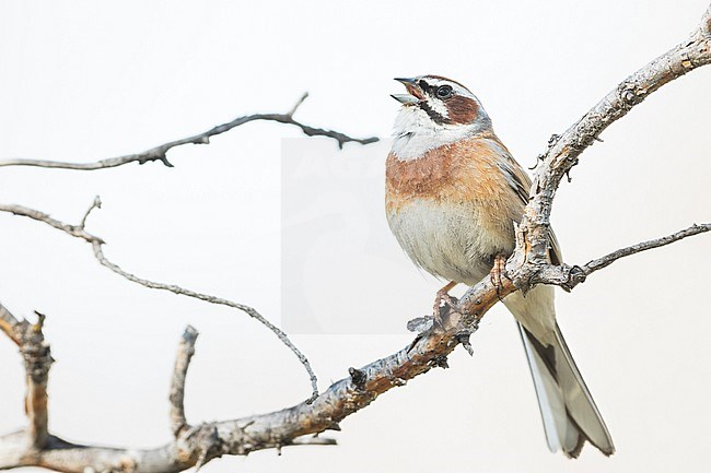 Meadow Bunting - Wiesenammer - Emberiza cioides ssp. cioides, Russia (Baikal), adult male stock-image by Agami/Ralph Martin,