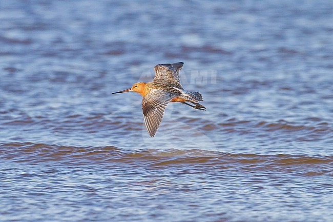 Rosse Grutto, Bar-tailed Godwit, Limosa lapponica males and female stopover during spring migration stock-image by Agami/Menno van Duijn,