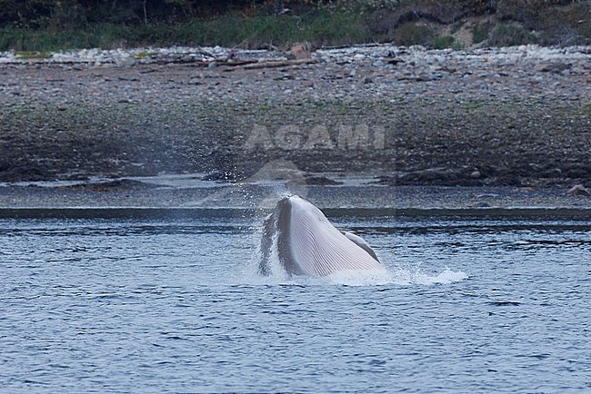 Minke Whale (Balaenoptera acutorostrata) taken the 19/09/2024 at Tadoussac - Canada. stock-image by Agami/Nicolas Bastide,