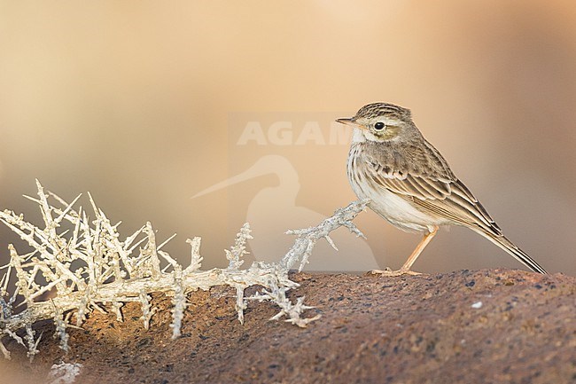 Berthelots Pipit - Kanarenpieper - Anthus berthelotii, Spain (La Gomera), adult stock-image by Agami/Ralph Martin,
