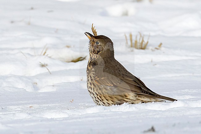 This series of images captures a unique event in which a Song Thrush (Turdus philomelos) completely devours a frog during a cold and snowy spell in the Dutch winter of 2021. stock-image by Agami/Jacob Garvelink,