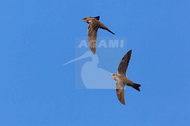 twee Alpengierzwaluwen in de vlucht; Two Alpine Swifts in flight stock-image by Agami/Daniele Occhiato,