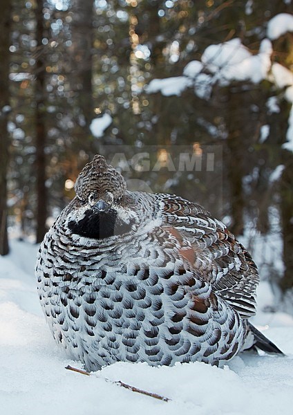 Puffed up Hazel Grouse (Tetrastes bonasia) during cold winter near Helsinki in Finland. Looking directly to the photographer. stock-image by Agami/Markus Varesvuo,