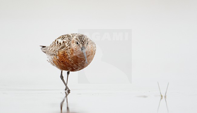Volwassen Krombekstrandloper; Adult Curlew Sandpiper stock-image by Agami/Markus Varesvuo,