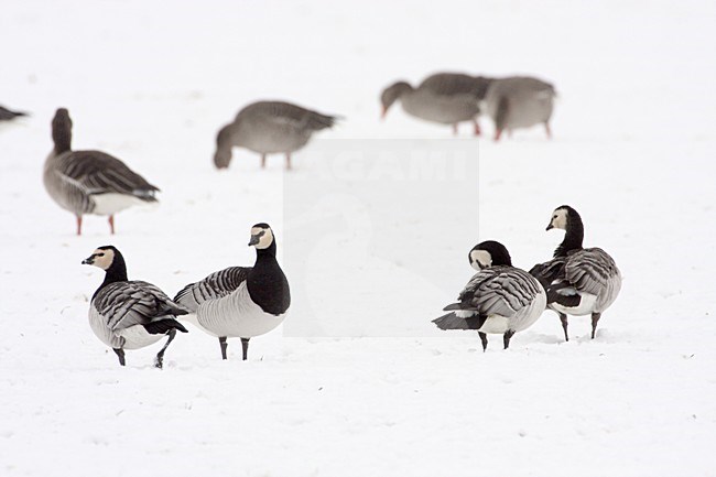 Groep Brandganzen in de sneeuw; Barnacle Geese in snow stock-image by Agami/Karel Mauer,