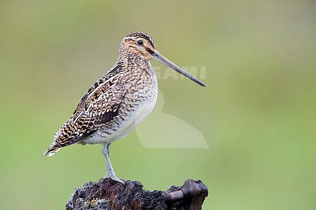 Common Snipe (Gallinago gallinago faeroeensis), adult standing on an old trunk stock-image by Agami/Saverio Gatto,