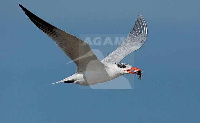 manual updated stock-image by Agami/Wil Leurs,
