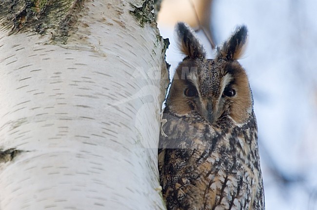 Long-eared Owl perched in birch; Ransuil zittend in berk stock-image by Agami/Han Bouwmeester,