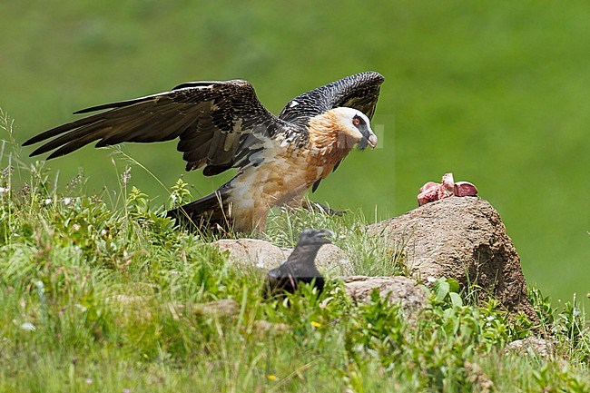 African Bearded Vulture (Gypaetus barbatus meridionalis) in South Africa stock-image by Agami/Dubi Shapiro,